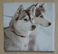 Deko HDF - Tiere Natur Hund Husky Schnee Schlittenhund