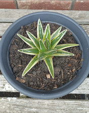 Agave victoriae reginae - agave,