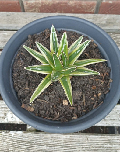 Agave victoriae reginae - victoriae,
