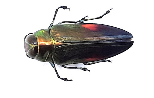 Buprestidae belionota - buprestidae,,