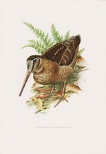 Waldschnepfe (Scolopax
