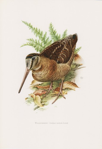 Waldschnepfe scolopax - waldschnepfe, (scolopax