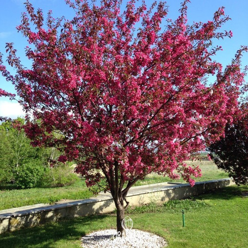 Samen apfelbaum red royalty - samen,