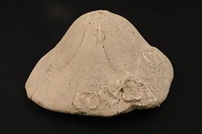 Fossiler Bär Clypeaster Altus