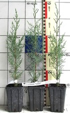 Cupressus semp. "TOTEM" -  echte Zypresse, sehr kompakte  grüne Sorte