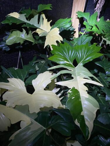 Sale134 philodendron white - philodendron,