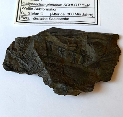 Pflanzenfossil samenfarn - pflanzenfossil,
