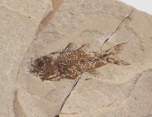 Fisch acropoma lepidotum - acropoma,