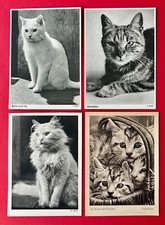 4 x AK um 1940 Katze Katzen