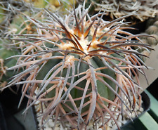 Gymnocalycium spegazzinii
