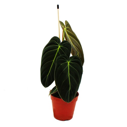 Philodendron melanochrysum - ,