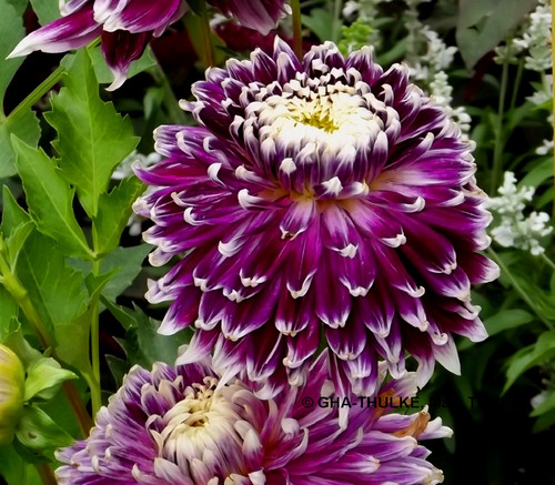 Dahlien - ,