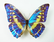 Morpho cypris ssp. cypris