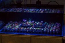 Meerwasser Reefdeck Set