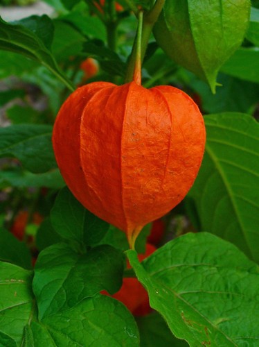 Rote lampionblume physalis - rote,