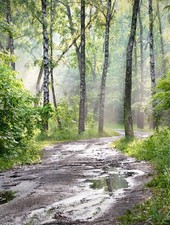 Wandbild: Frühlingssonne im