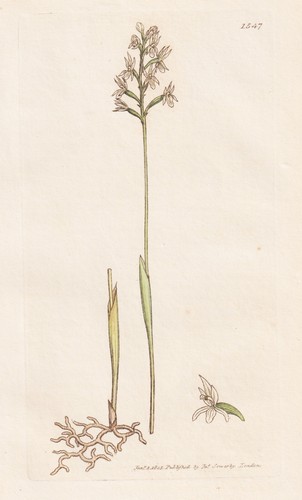 Ophrys corallorhiza