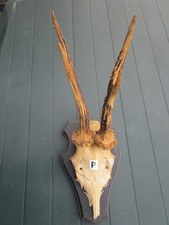 Trophäe Rehgehörn Rehbock Geweih auf Trophäenbrett  Nr. P