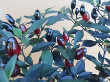 Chilisamen Peruvian Purple