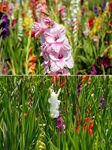Winterharte wildgladiole mix - winterharte,