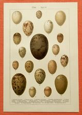 Eier IV   Paradiesvogel