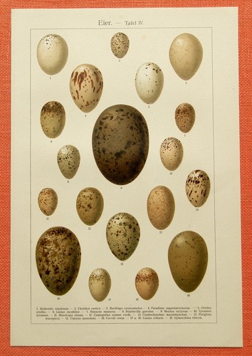 Eier paradiesvogel - iv,