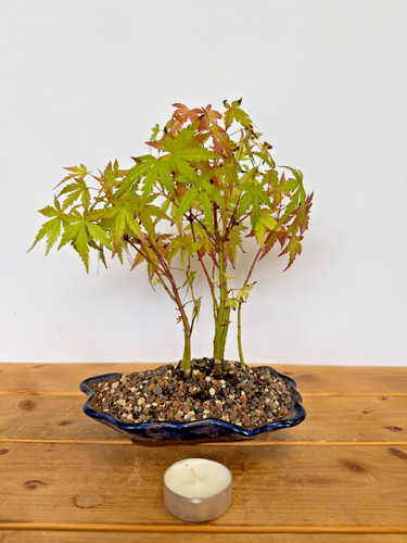 Bonsai acer palmatum - acer,