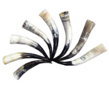 Wikinger Trinkhorn Poliert