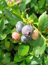 Garten-Heidelbeere 'Bluecrop'