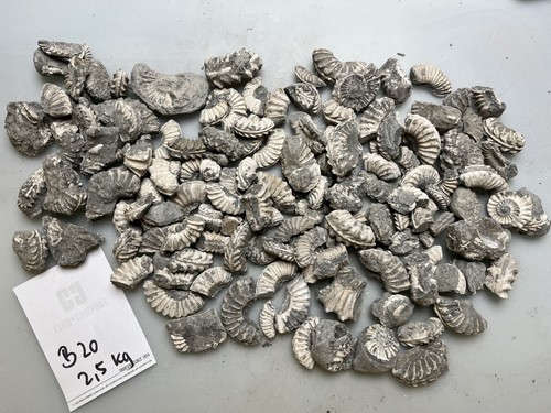 Ammoniten pleuroceras spinatum - ammoniten,