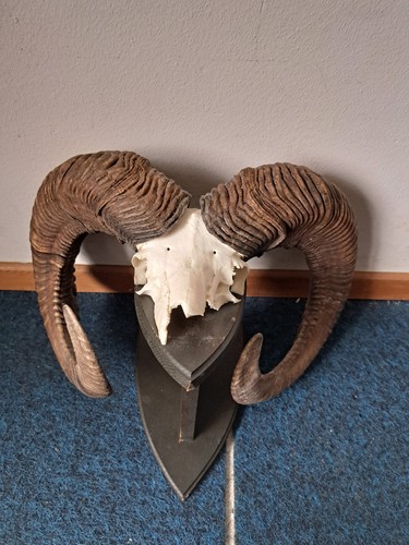 Mufflon widder kapital 88cm - widder,