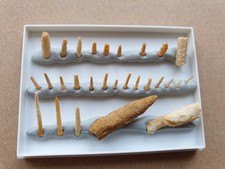 Sammlung von Seeigelstachel -