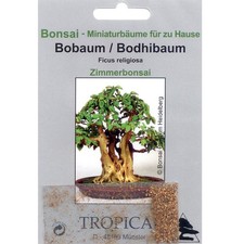 Bonsai - 200 Samen  Ficus religiosa -Bobaum, Bohdhibaum  90061