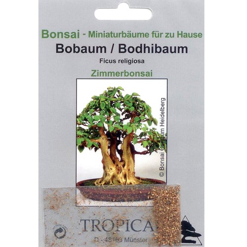 Bonsai 200 samen ficus - samen,