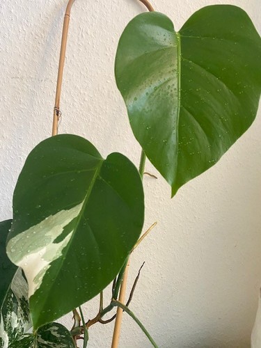 Monstera - 🌷🍀✨️,