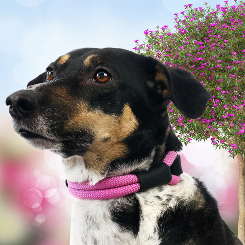 Hundehalsband nylon doppelseil - nylon,