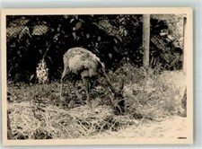 39875044 - Fawn Hunting Animal