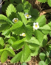 15 x Walderdbeere - Fragaria