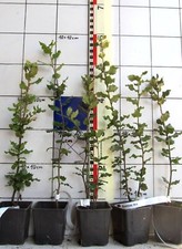 Quercus ilex  ---  immergrüne Steineiche   (mehrj. Pflanze im Topf)