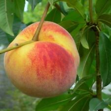 Pfirsichbaum Pilot gelbfleischiger Pfirsich Buschbaum 110-140 cm 10 Liter Topf