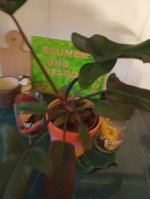 Philodendron bipennifolium  Luftreinigend  Rötlich grün   55cm Breit  Nr. 3A