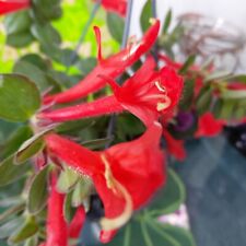 Aeschynanthus Schamblume "