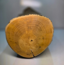 1 Stamm Drechselholz Buchsbaum