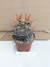 Ferocactus veltispinus x peninsulae, kakteen sukkulenten Kaktus