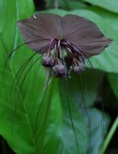 SAMEN Sämereien  Zwiebeln blühende Fledermaus-Blume Pflanzensamen Wintergarten