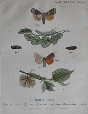 Christoph Wilhelm Bock