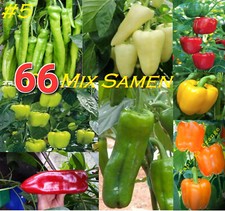 Ungarische 66 Samen Mix XL Paprika Sweet Peperoni Spitze Stierhorn Gemüsesamen