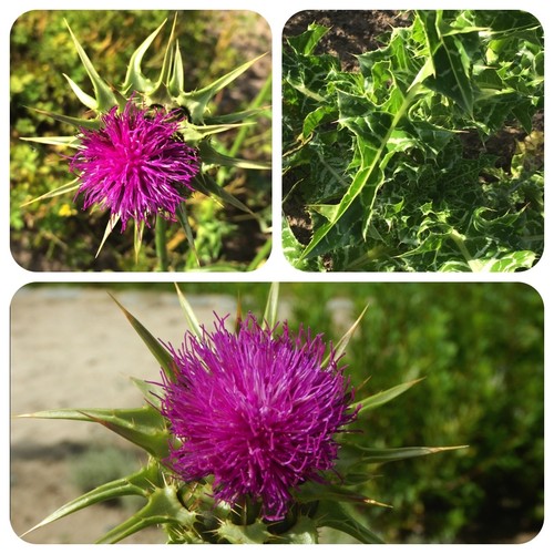 Mariendistel silybum marianum - mariendistel,