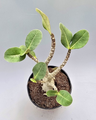 Adenium baobab wüstenrose - baobab, mz3