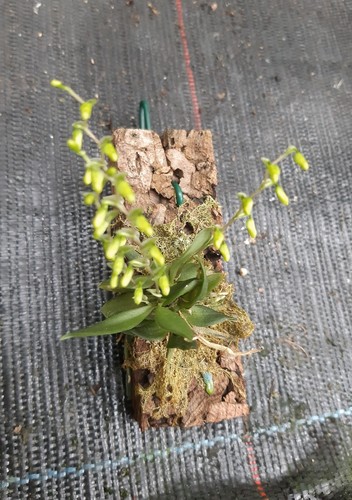 Miniorchidee thysanoglossa - miniorchidee,